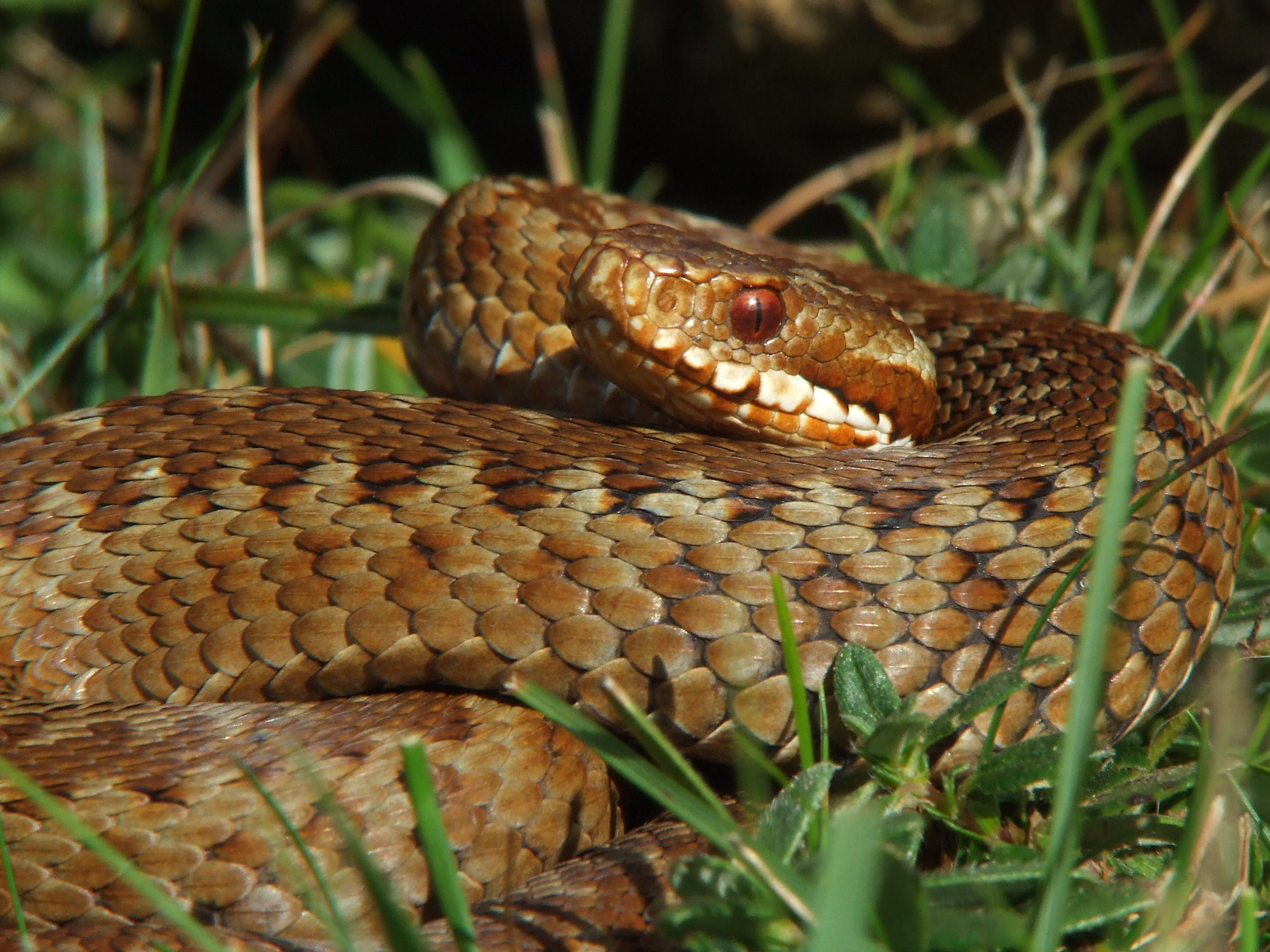 Conservation Genomics of Adders