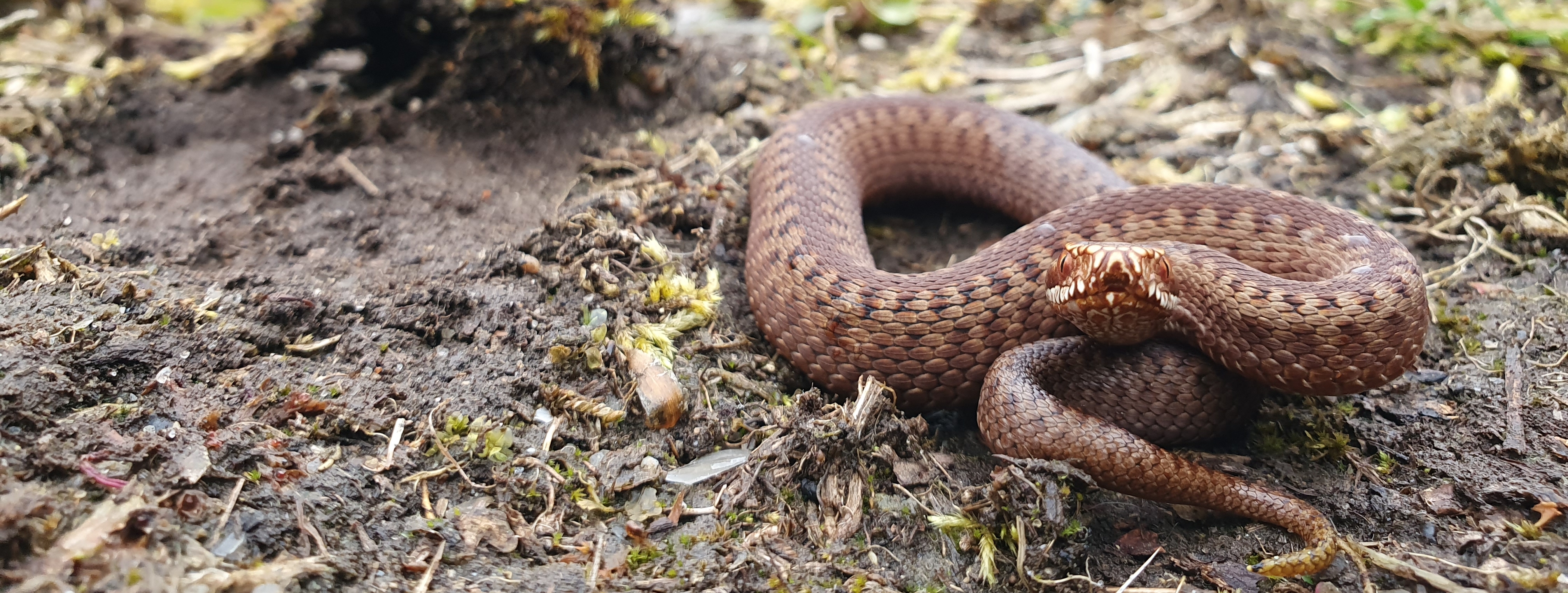 Conservation Genomics of Adders