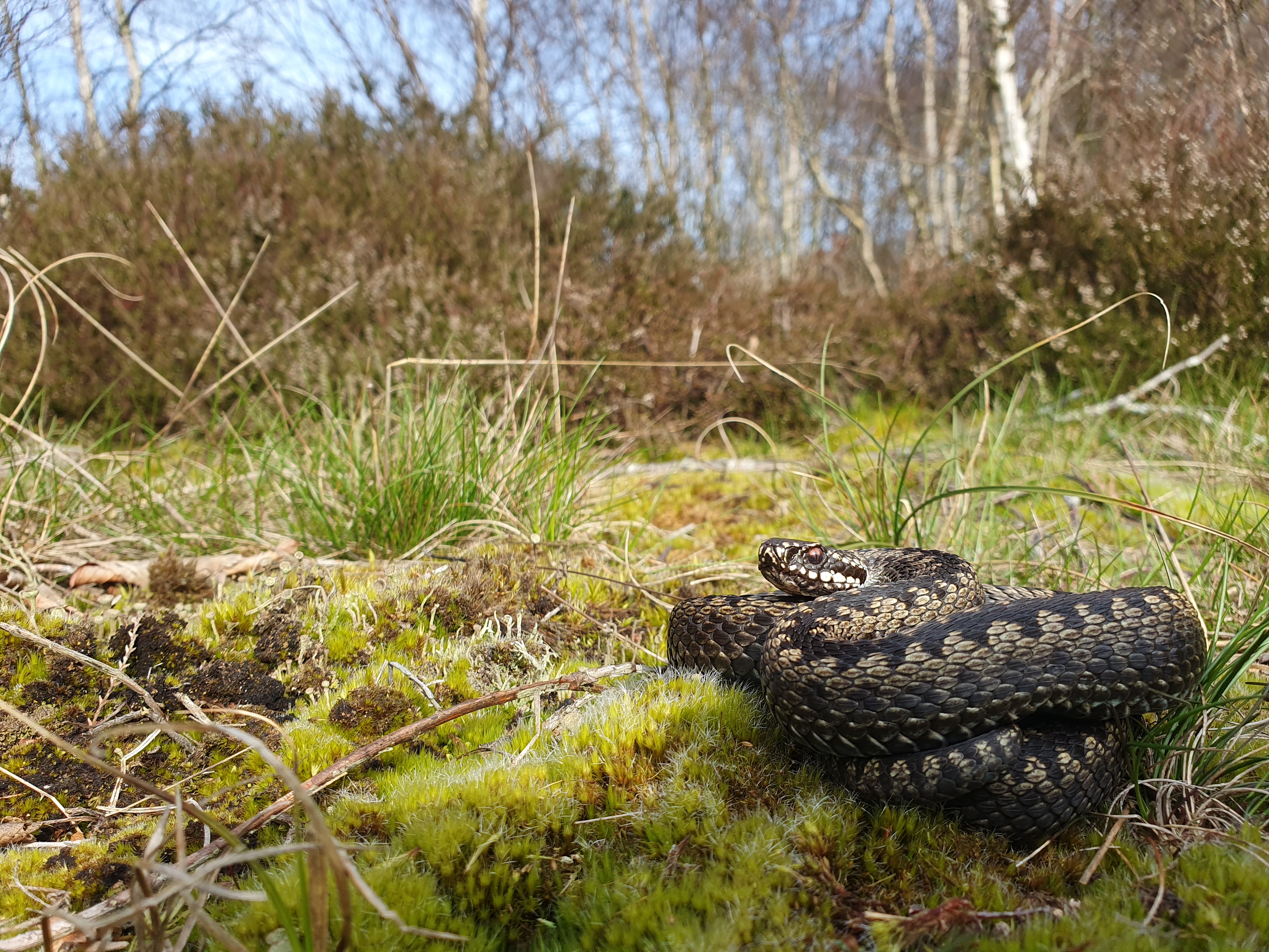 Conservation Genomics of Adders