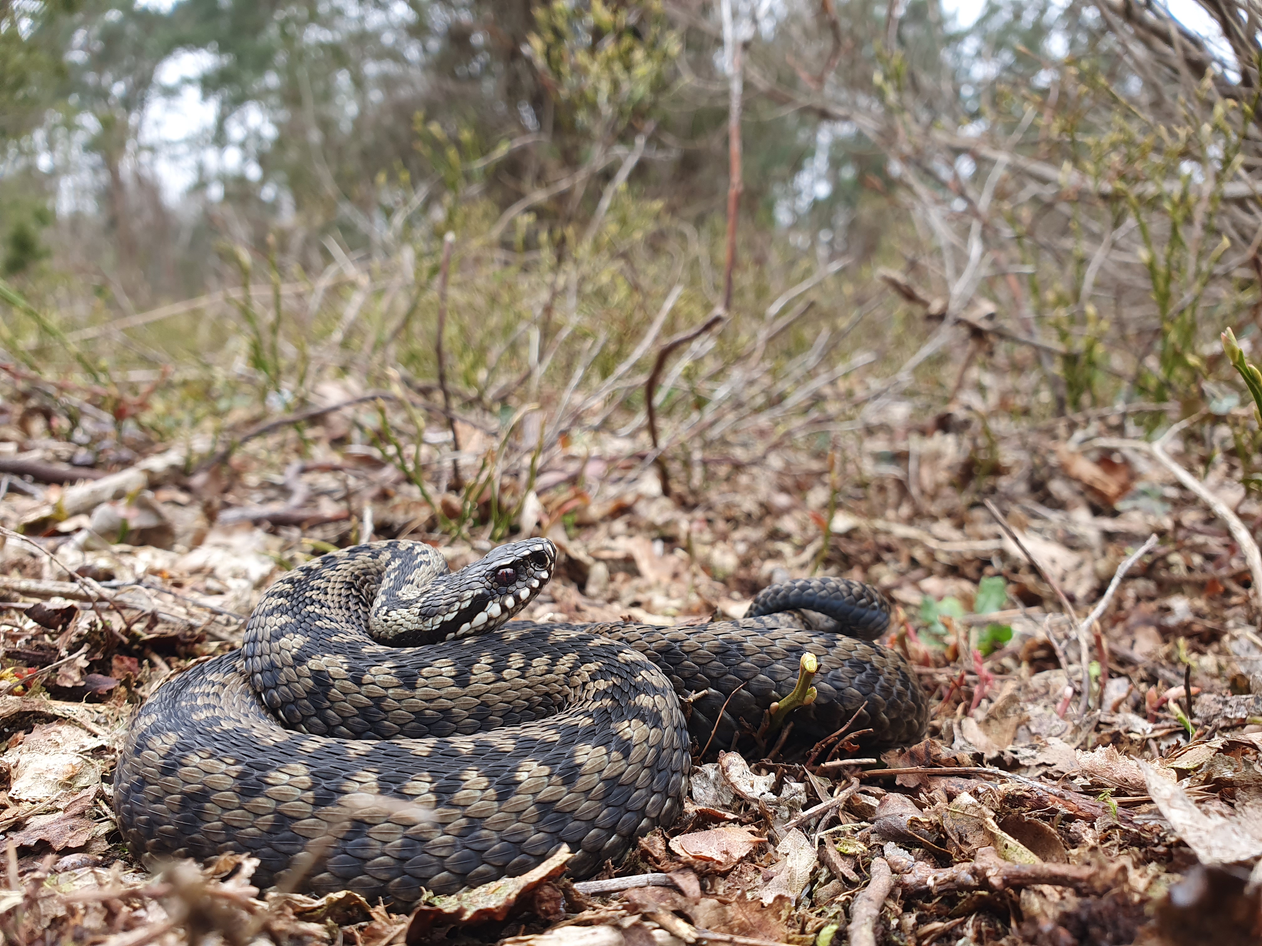 Conservation Genomics of Adders